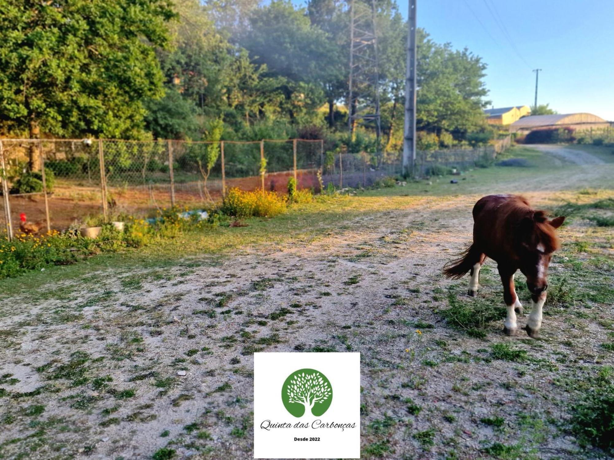 Quinta Das Carboncas Fafe Eksteriør billede